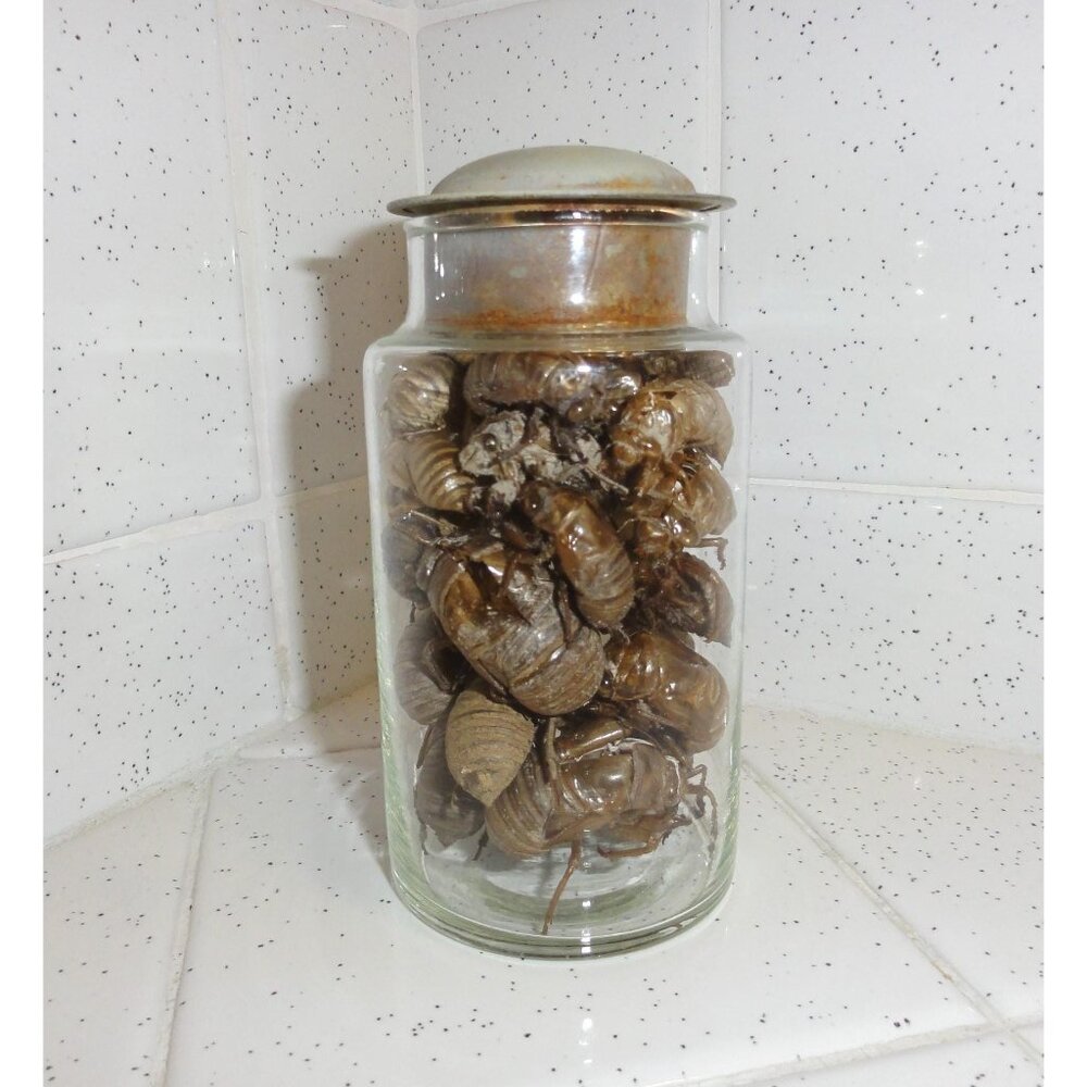 Antique Apothecary Jar of Large & Small Cicada Skins oddity jar insect molt